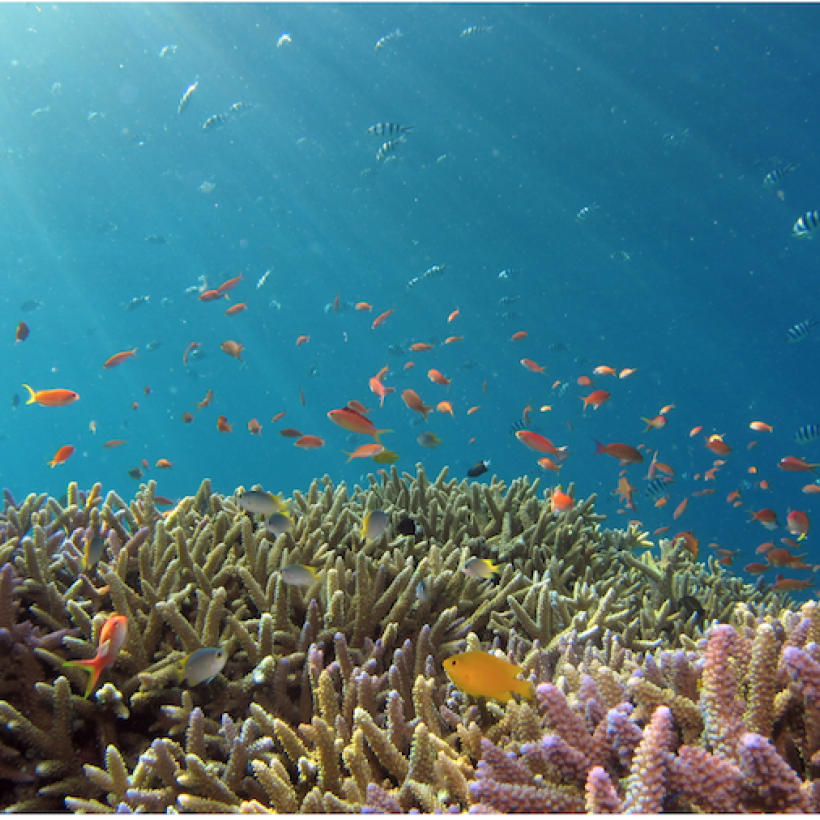 Sauvons nos océans : arrêtons d’exploiter les mines en haute mer