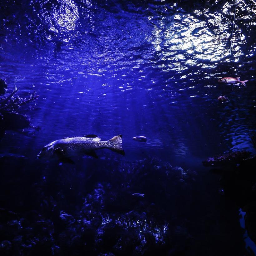 Le PTB demande un moratoire sur l’exploitation minière des fonds marins